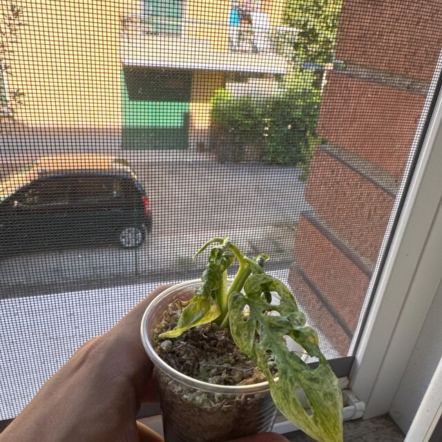 Commande Monstera Bulbasaur variegated reçue par M.