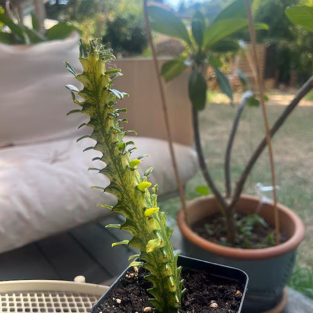Commande Euphorbia lactea Variegata reçue par Damien
