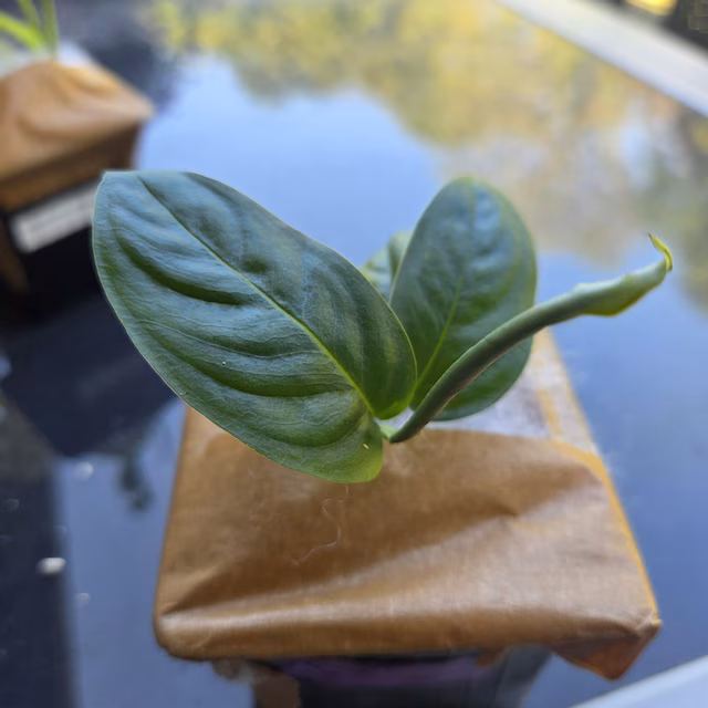 Commande Monstera Frozen Freckles reçue par Tomas